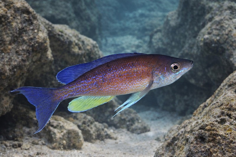 Cyprichromis pavo 'Cape Nangu'